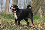 BOUVIER D'APPENZELL 026